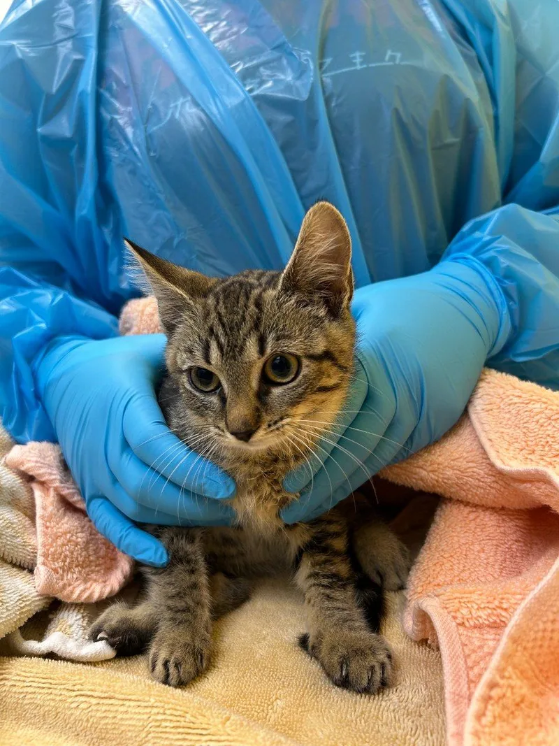 A baby small-sized female Tabby (Brown / Chocolate) Domestic Short Hair cat named Ladybird for adoption in Raleigh, NC