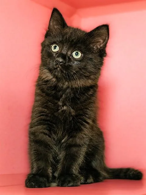 A baby medium-sized female Domestic Medium Hair cat named Danny for adoption in Cookeville, TN
