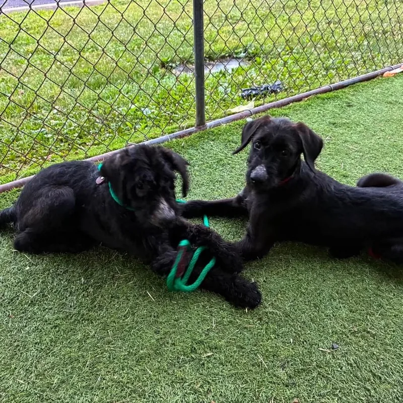 A baby medium-sized male Black Schnauzer dog named Coco Bean for adoption in Quakertown, PA
