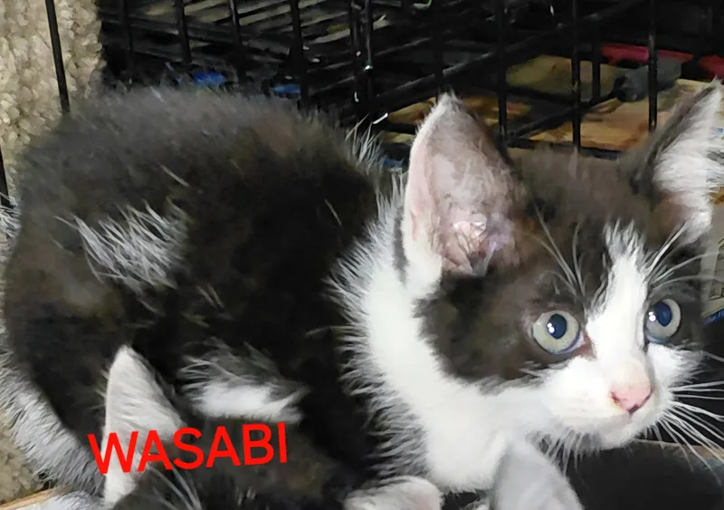 A young medium-sized female Black & White / Tuxedo Domestic Short Hair cat named Wasabi for adoption in Bethpage, NY