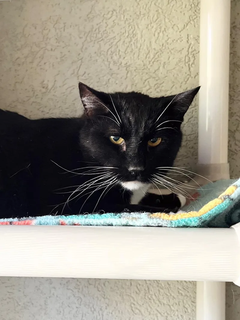 An adult medium-sized male Black & White / Tuxedo Domestic Short Hair cat named Gideon for adoption in Boise, ID