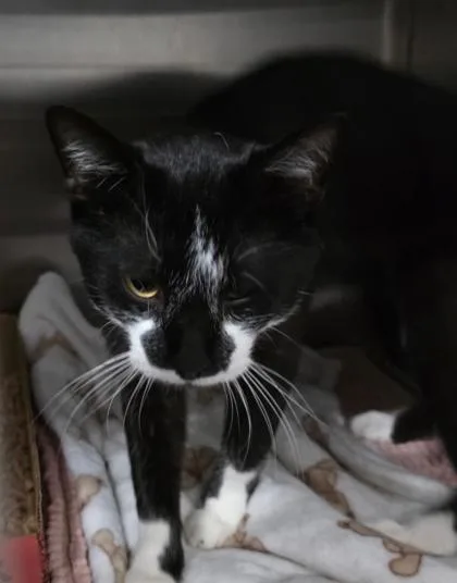 An adult medium-sized male Domestic Short Hair cat named Lickaton for adoption in Clinton, MO
