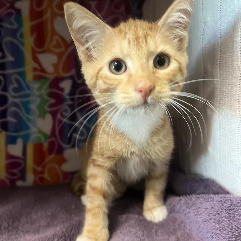 A baby small-sized male Orange / Red Domestic Short Hair cat named Rose for adoption in Naples, FL