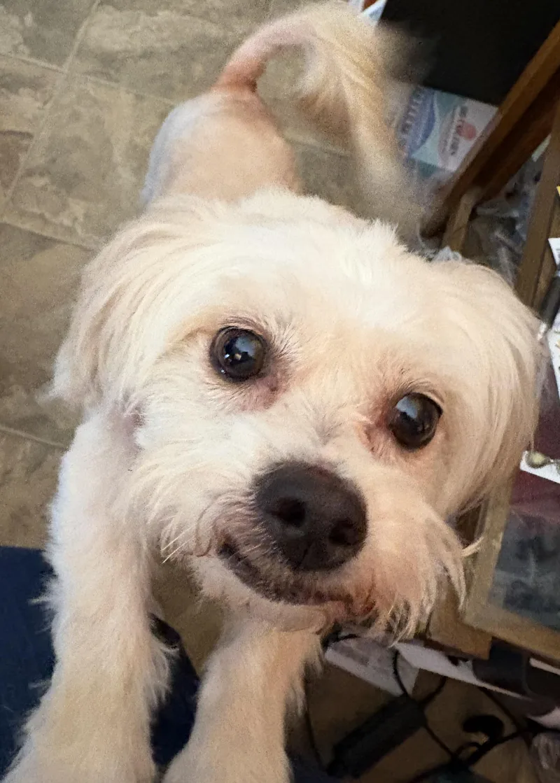 An adult small-sized female White / Cream Poodle dog named Mimi for adoption in Scottsdale, AZ