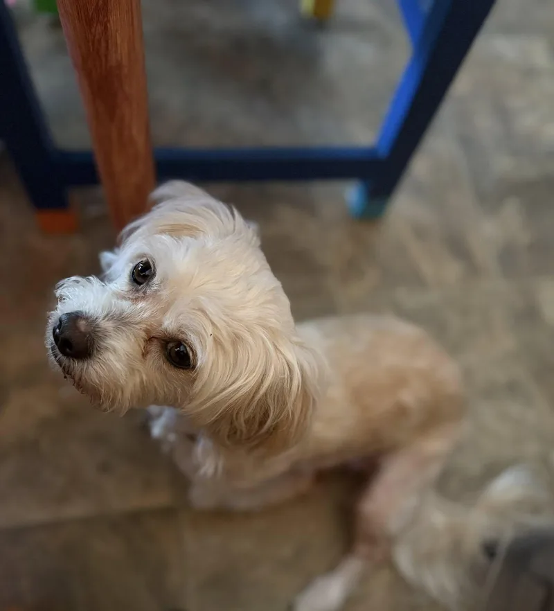 Mimi thumbnail 4