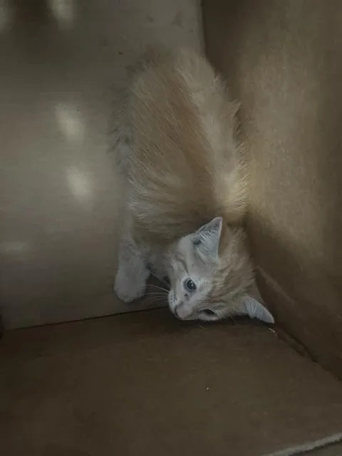 A baby medium-sized male Domestic Short Hair cat named Pepe for adoption in Dallas, TX