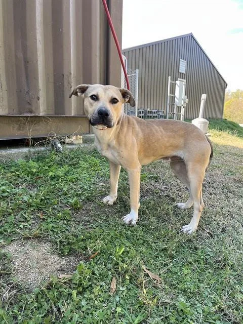 A young medium-sized male American Staffordshire Terrier dog named Babe Ruth for adoption in Chester, SC