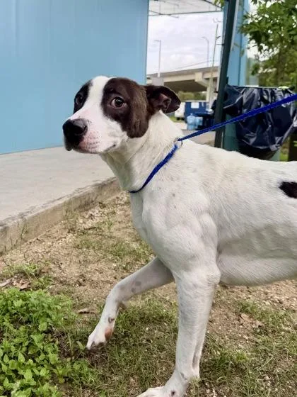 An adult large-sized male Mixed Breed dog named Chezburger for adoption in New Orleans, LA