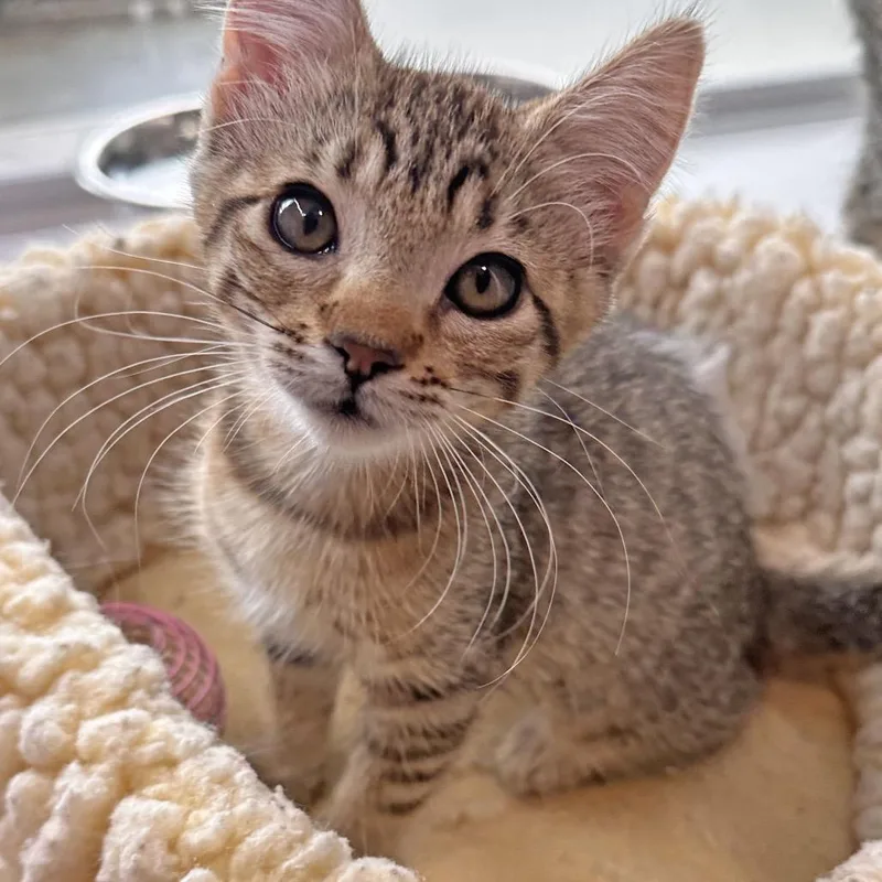 A baby small-sized female Buff / Tan / Fawn Domestic Short Hair cat named Chai for adoption in Hailey, ID
