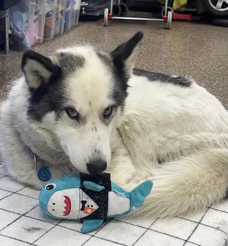 An adult medium-sized female Husky dog named Maya for adoption in Pasadena, CA