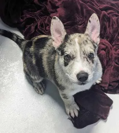 A baby small-sized female Cattle Dog dog named Aiko for adoption in Carrollton, TX