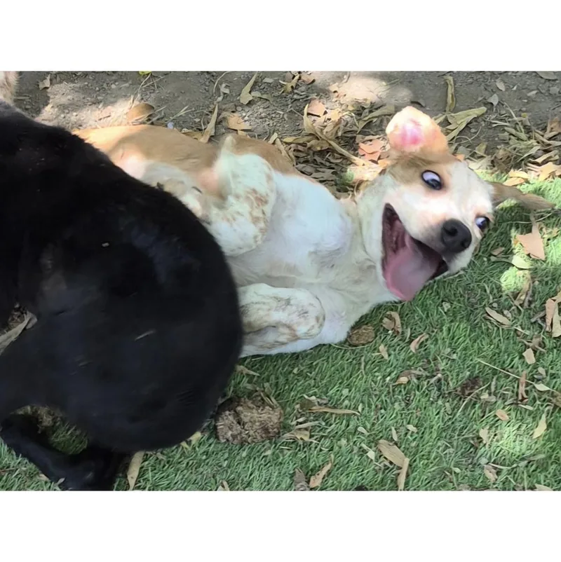 Duke thumbnail 2