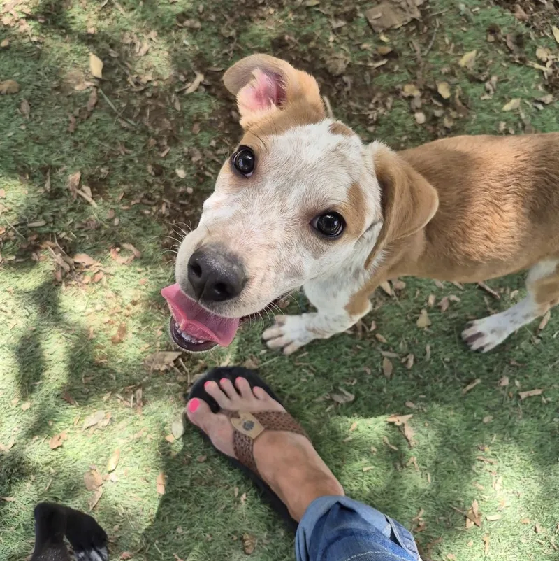 Duke thumbnail 4