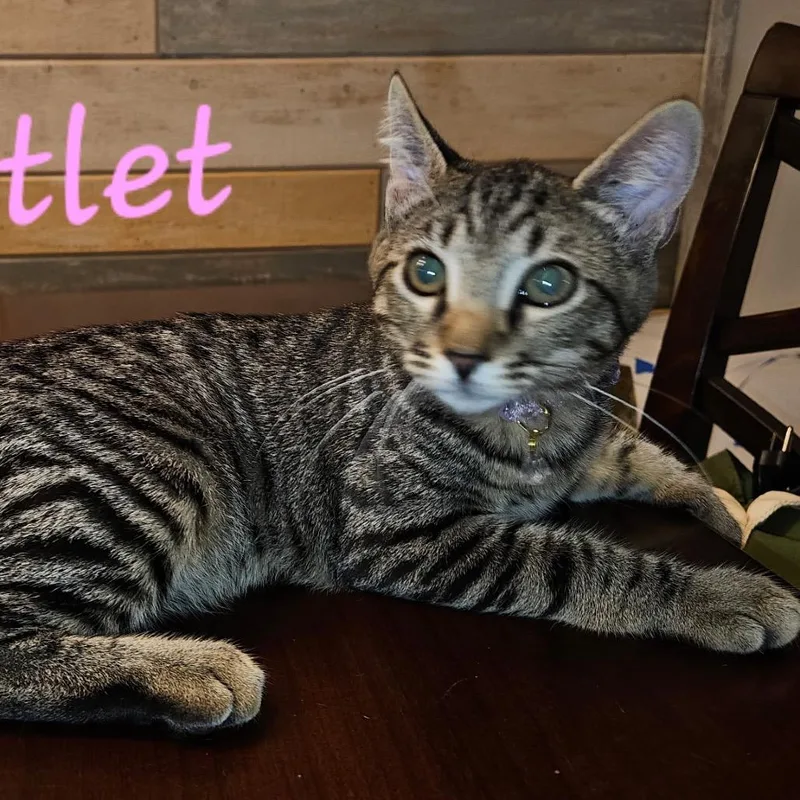 A baby small-sized female Brown / Chocolate Domestic Short Hair cat named Swiftlet for adoption in Westminster, CA
