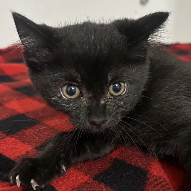 A baby small-sized female Black Domestic Short Hair cat named Murphy for adoption in West Point, MS