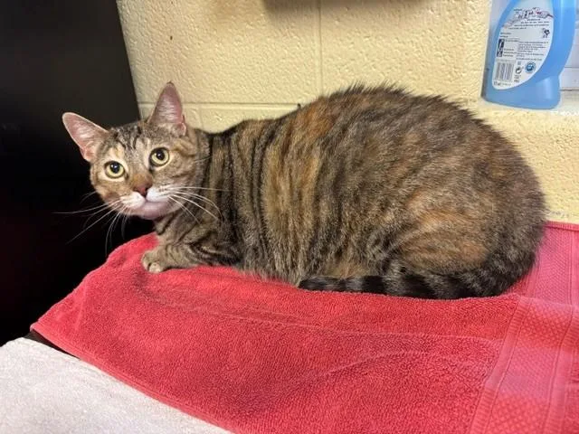 An adult medium-sized female Domestic Short Hair cat named Catalina for adoption in Cookeville, TN