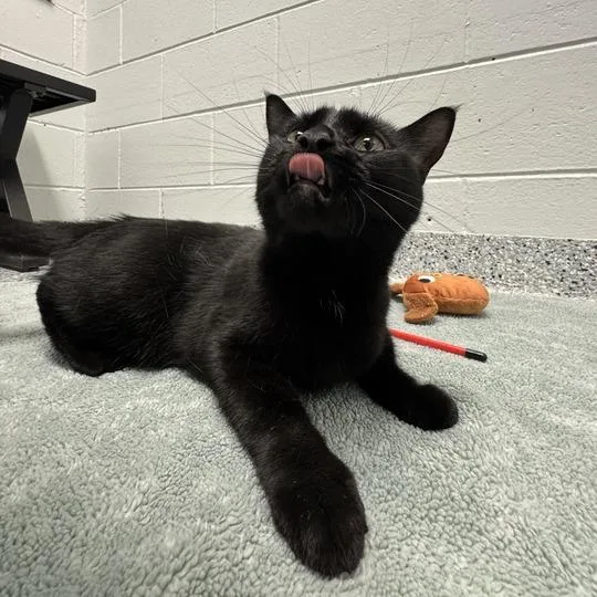 An adult medium-sized female Black Domestic Short Hair cat named Odette for adoption in Dayton, OH