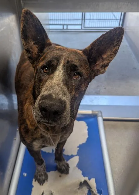A young medium-sized male German Shepherd Dog dog named Dominic for adoption in Downey, CA