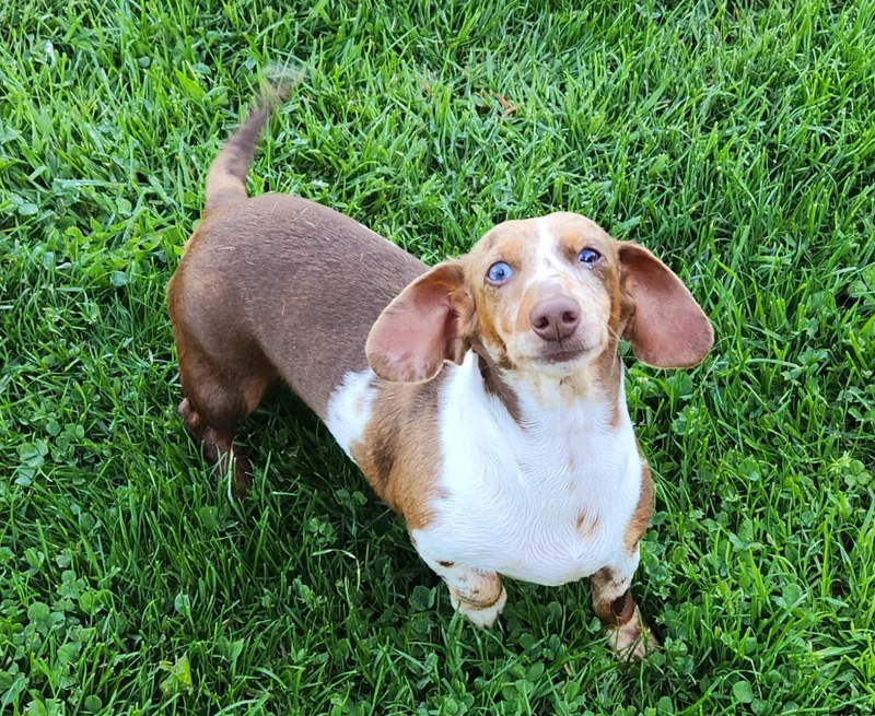 An adult small-sized female Red / Chestnut / Orange Dachshund dog named Fergie for adoption in Smithfield, PA