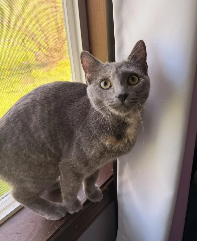 A baby small-sized female Domestic Short Hair cat named Ruby for adoption in Olyphant, PA