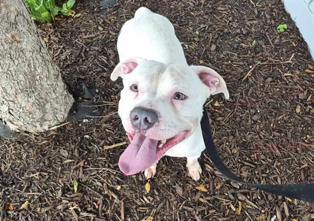 An adult large-sized male American Bulldog dog named Kilo for adoption in Omaha, NE