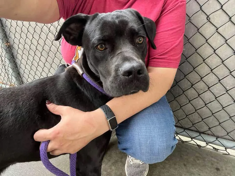 An adult medium-sized male Boxer dog named Xander for adoption in Chicago, IL
