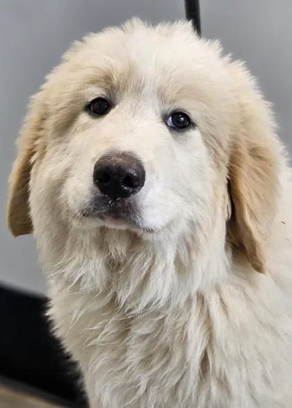Barry