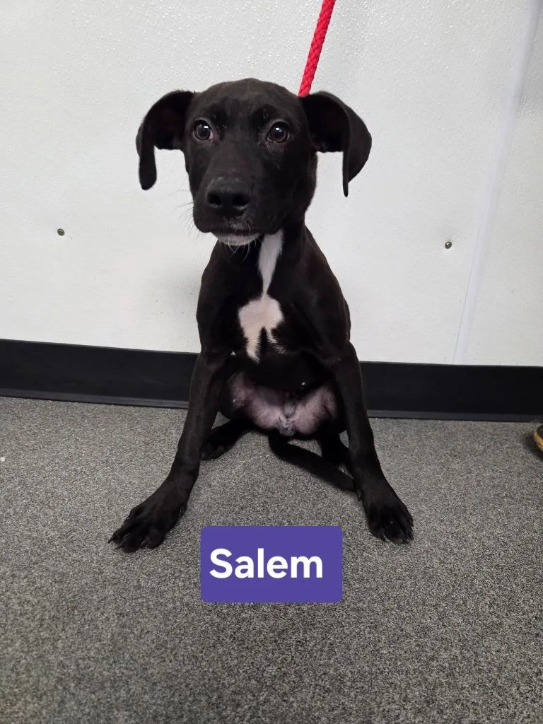 A baby large-sized male Labrador Retriever dog named Salem for adoption in Lunenburg, VT