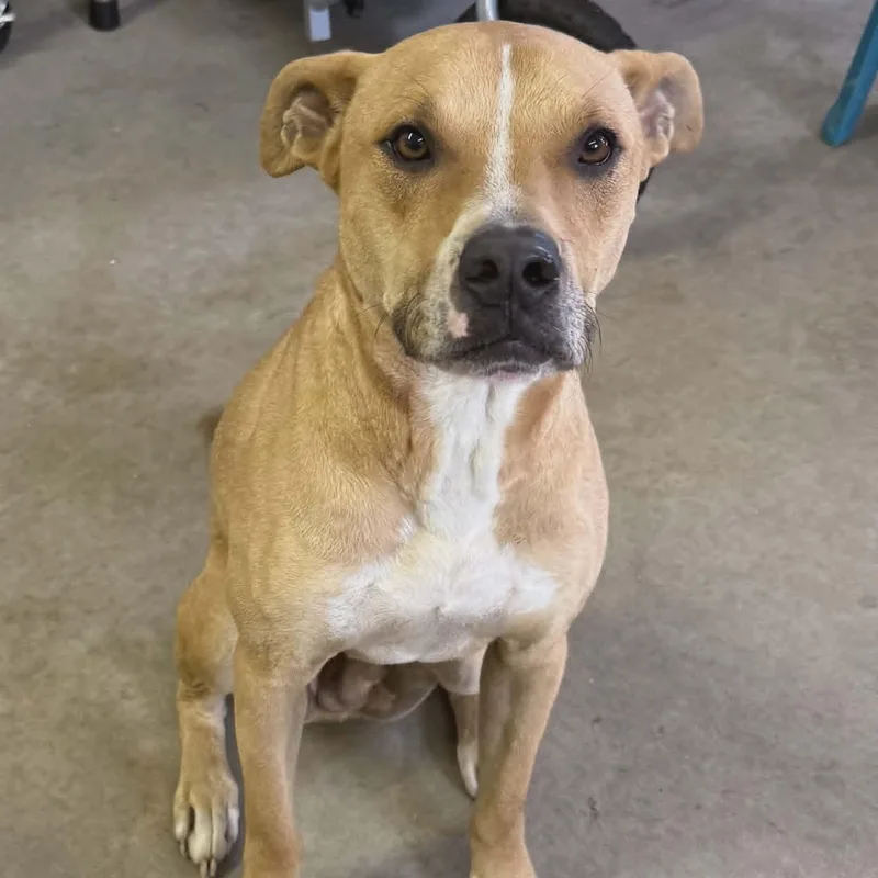 An adult large-sized male Yellow / Tan / Blond / Fawn Hound dog named Bruno for adoption in Sparta, WI