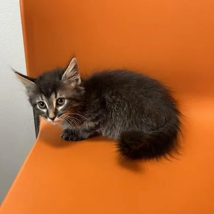 A baby small-sized male Domestic Medium Hair cat named Vox for adoption in Janesville, WI