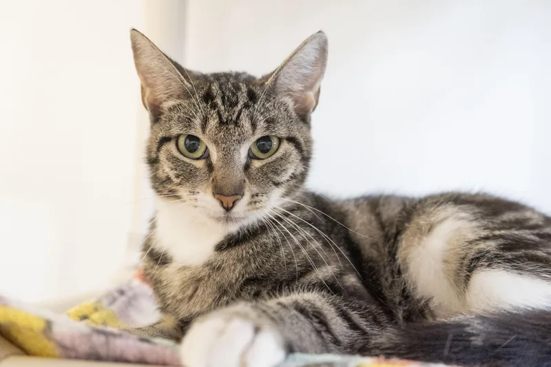 An adult medium-sized female Tabby (Brown / Chocolate) Domestic Short Hair cat named Ethel for adoption in Boise, ID