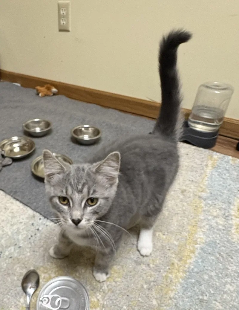 A baby small-sized female Gray & White Domestic Short Hair cat named Minske for adoption in Faribault, MN