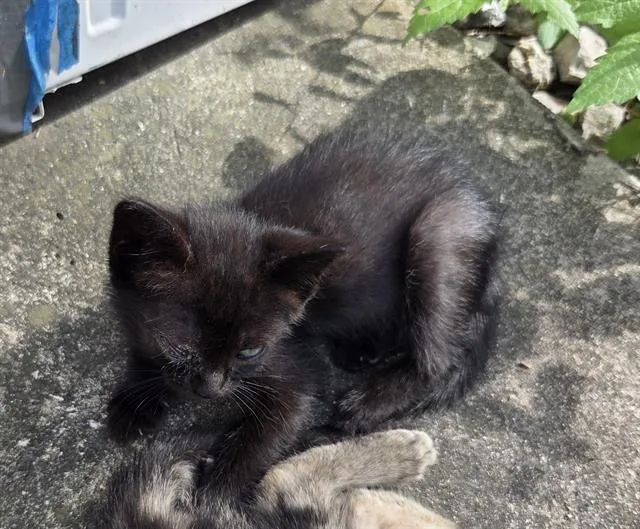 A baby small-sized female Domestic Short Hair cat named Georgia for adoption in San Antonio, TX