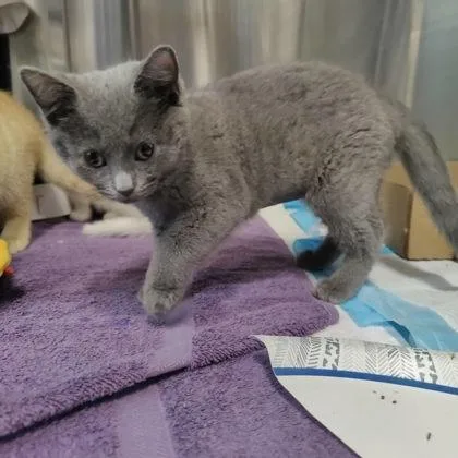 A baby small-sized female Domestic Short Hair cat named Hamm for adoption in Voorhees, NJ