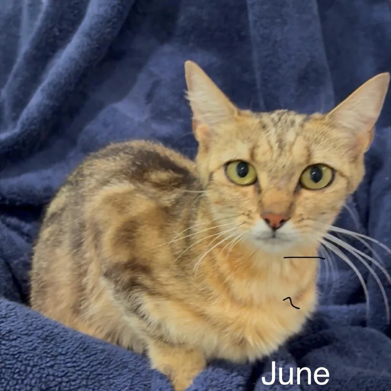 A young small-sized female Orange / Red Domestic Short Hair cat named June for adoption in League City, TX
