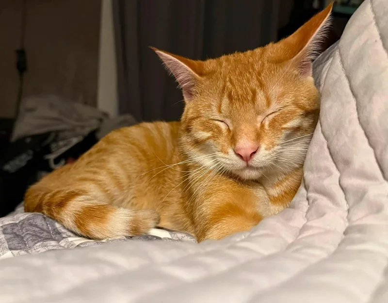 An adult medium-sized male Tabby (Orange / Red) Domestic Short Hair cat named Monopoly for adoption in Sioux City, IA