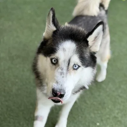 Max