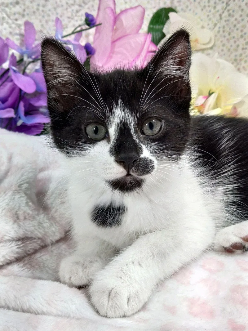 A baby medium-sized female Tuxedo cat named Izzy for adoption in Hood RIver, OR