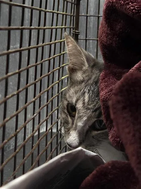 A young medium-sized female Domestic Short Hair cat named Gracy for adoption in San Antonio, TX