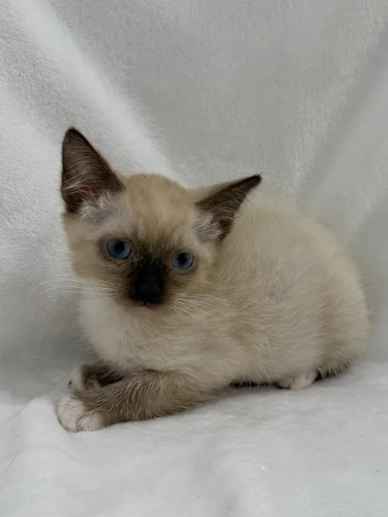 A baby medium-sized male Cream Point Siamese cat named Knox for adoption in Greensboro, NC