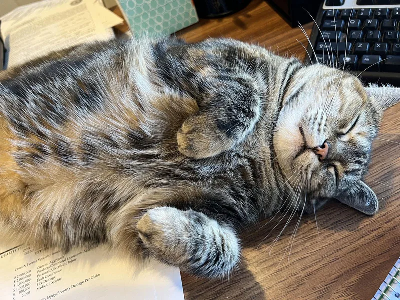 Dutchess thumbnail 2