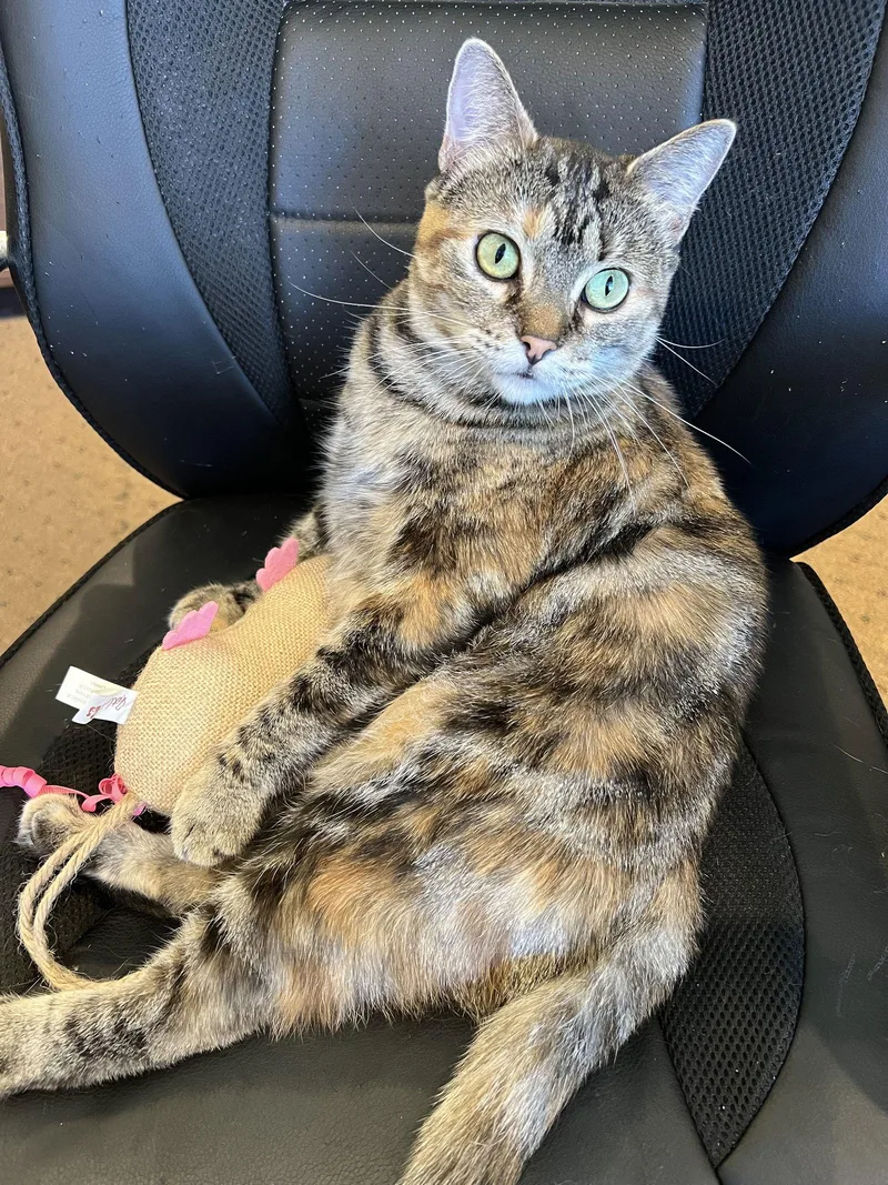 Dutchess thumbnail 3