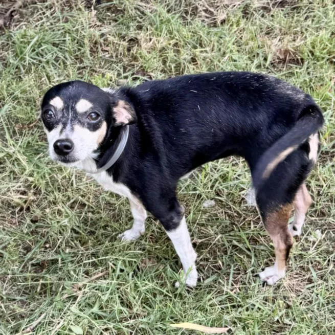 An adult small-sized female Chihuahua dog named Shadow for adoption in Houston, TX