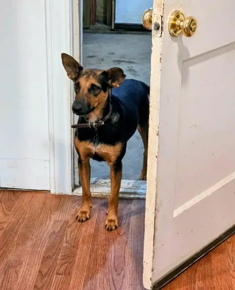A young medium-sized female Bicolor Shepherd dog named Maui for adoption in Vernon, CT