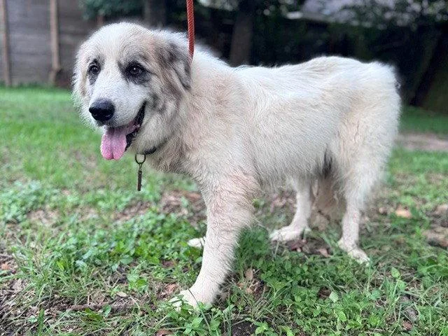 An adult large-sized male Great Pyrenees dog named Tucker for adoption in Spring, TX