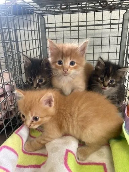 An adult small-sized female Domestic Long Hair cat named Rosalynn for adoption in Port Allen, LA