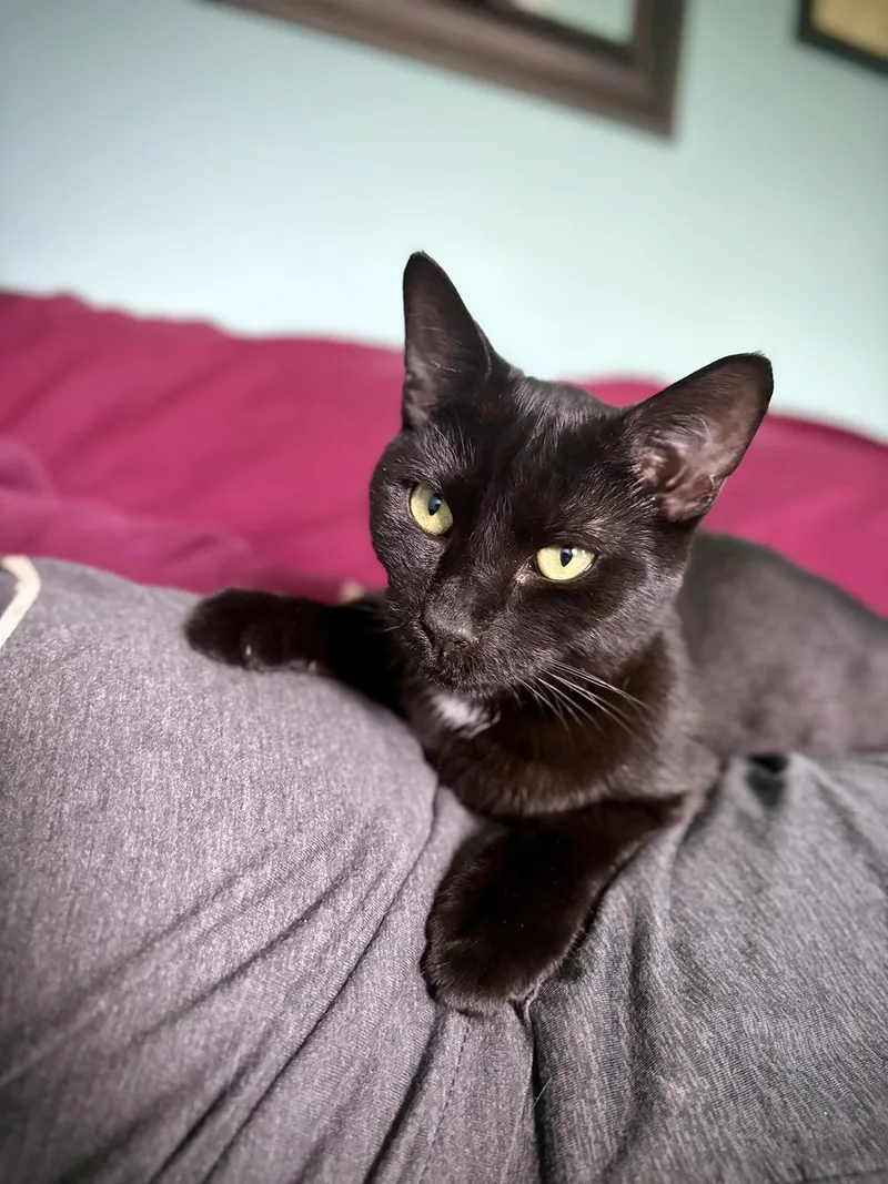 A baby medium-sized male Domestic Short Hair cat named Sebastian & Salem Beaumont for adoption in Philadelphia, PA