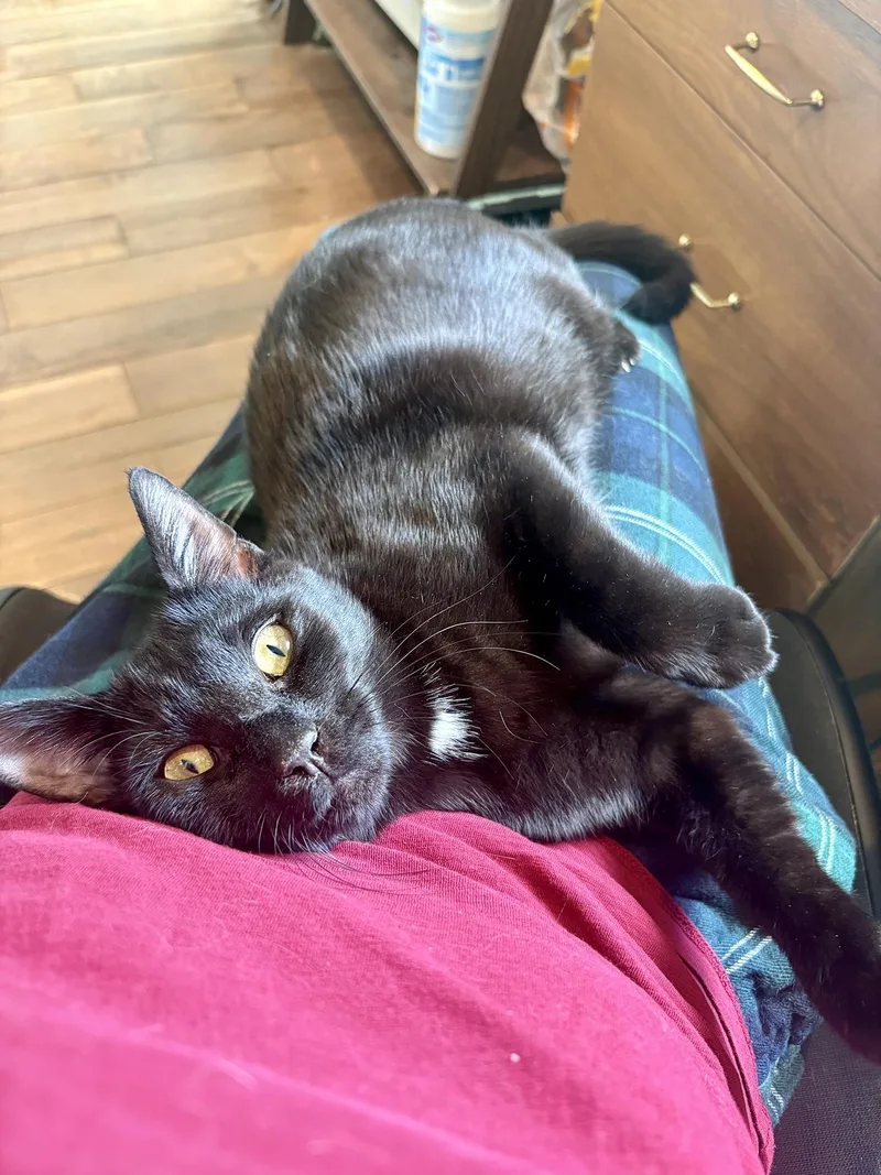 Sebastian & Salem Beaumont thumbnail 2