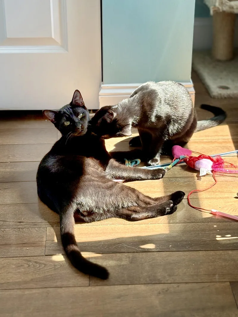 Sebastian & Salem Beaumont thumbnail 5
