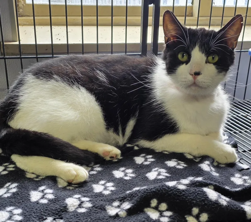 An adult medium-sized male Black & White / Tuxedo Domestic Short Hair cat named Oreo for adoption in Momence, IL